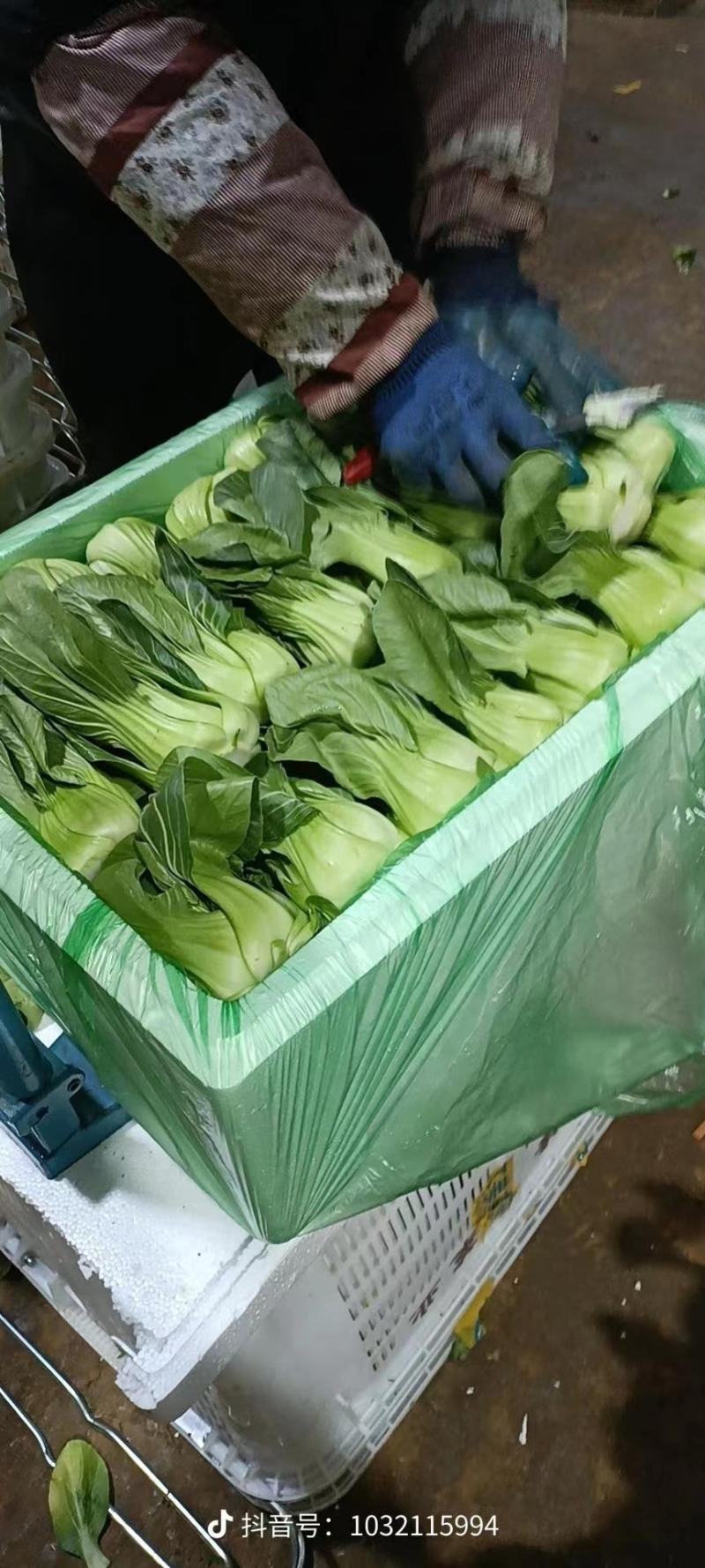 昆明娃娃菜