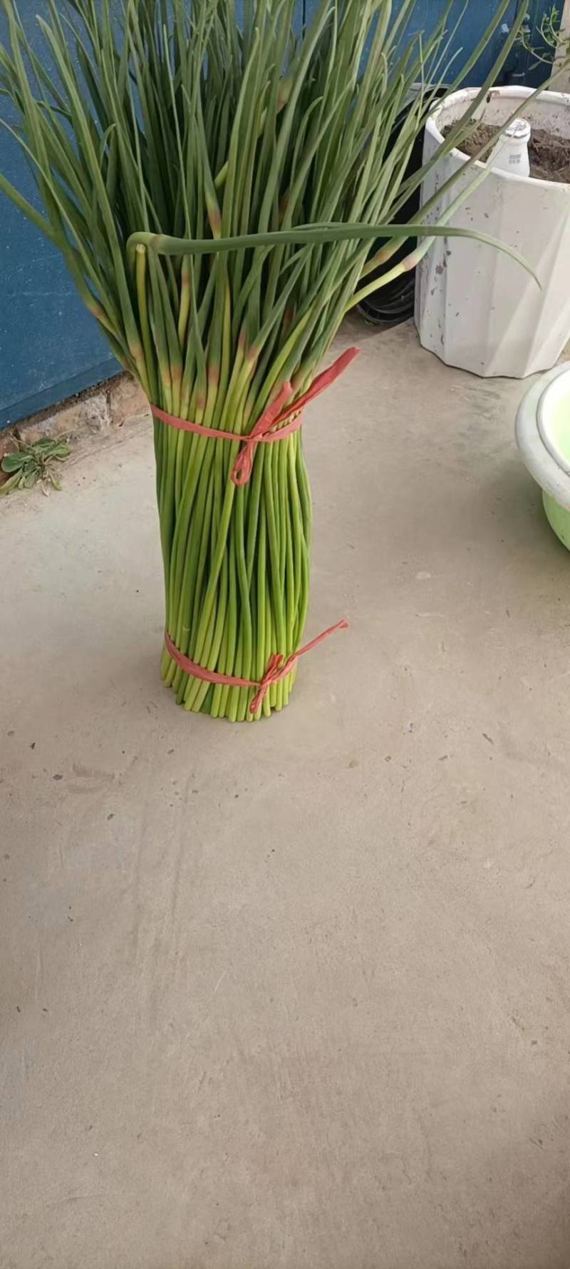 胡萝卜