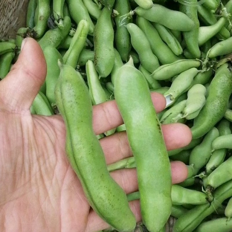 【推荐】大白皮蚕豆早大白和七星豆都有;青米白米都有