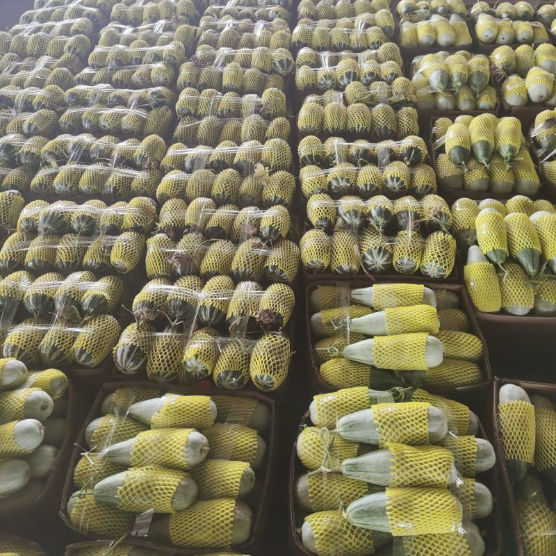 【精品货源惠民产地直销，博洋九号甜瓜，博洋9，商超精选