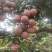 三月红荔枝