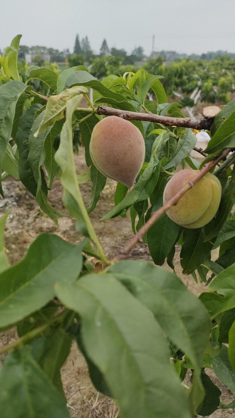 锦绣黄桃即将上市（二十天左右）