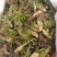 山野生菜
