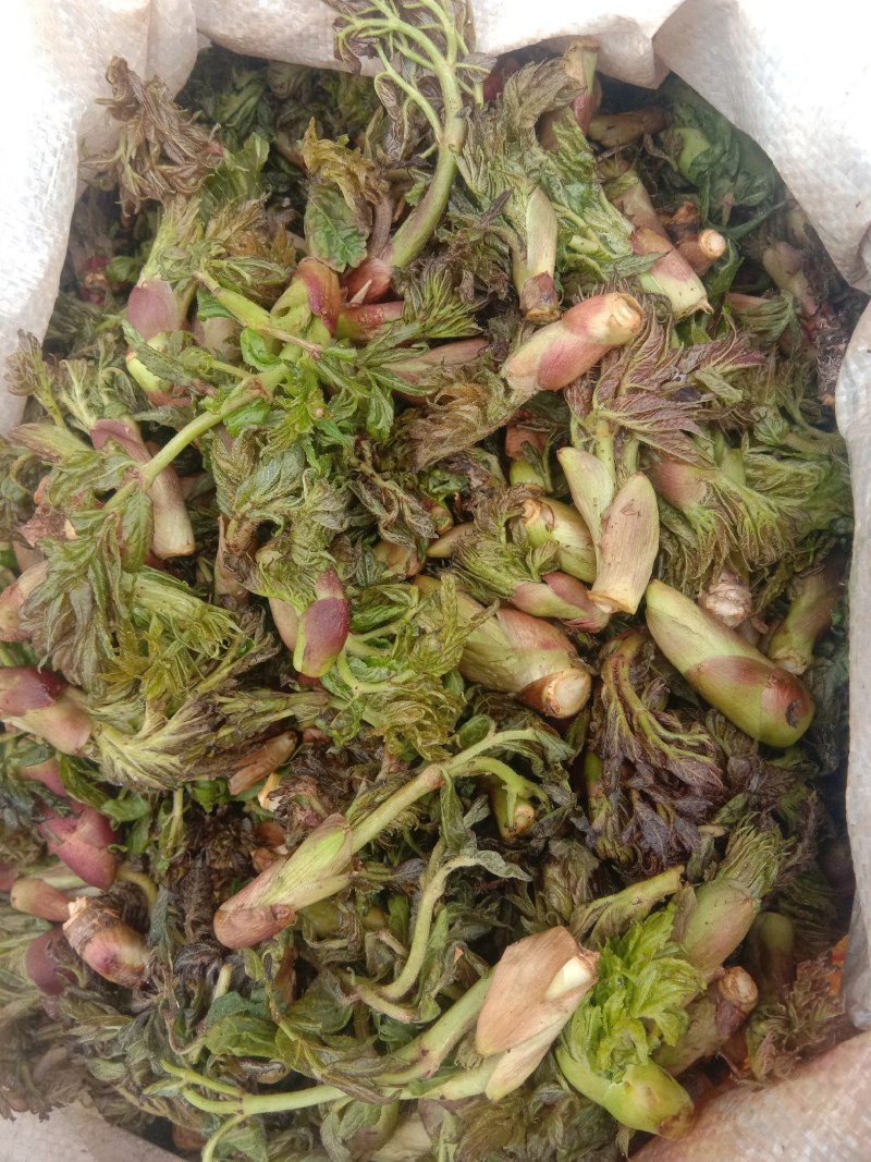 山野生菜