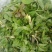 山野生菜