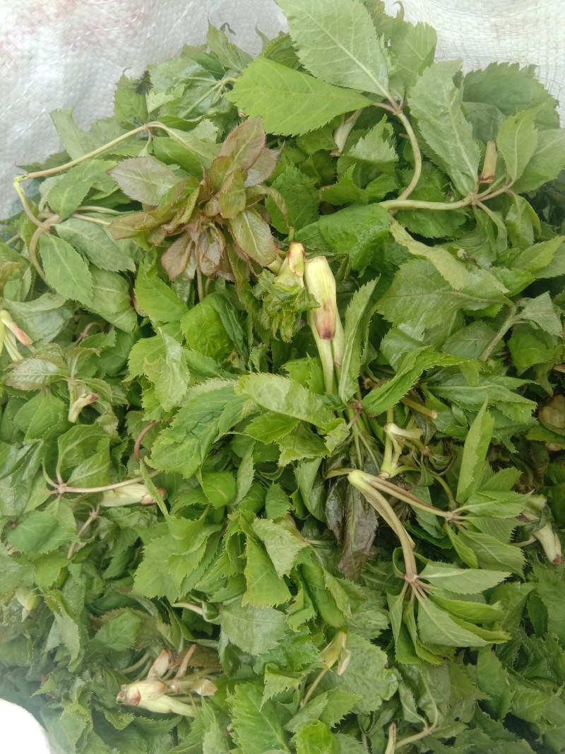 山野生菜