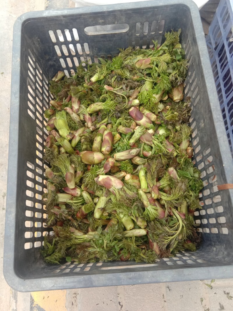 山野生菜