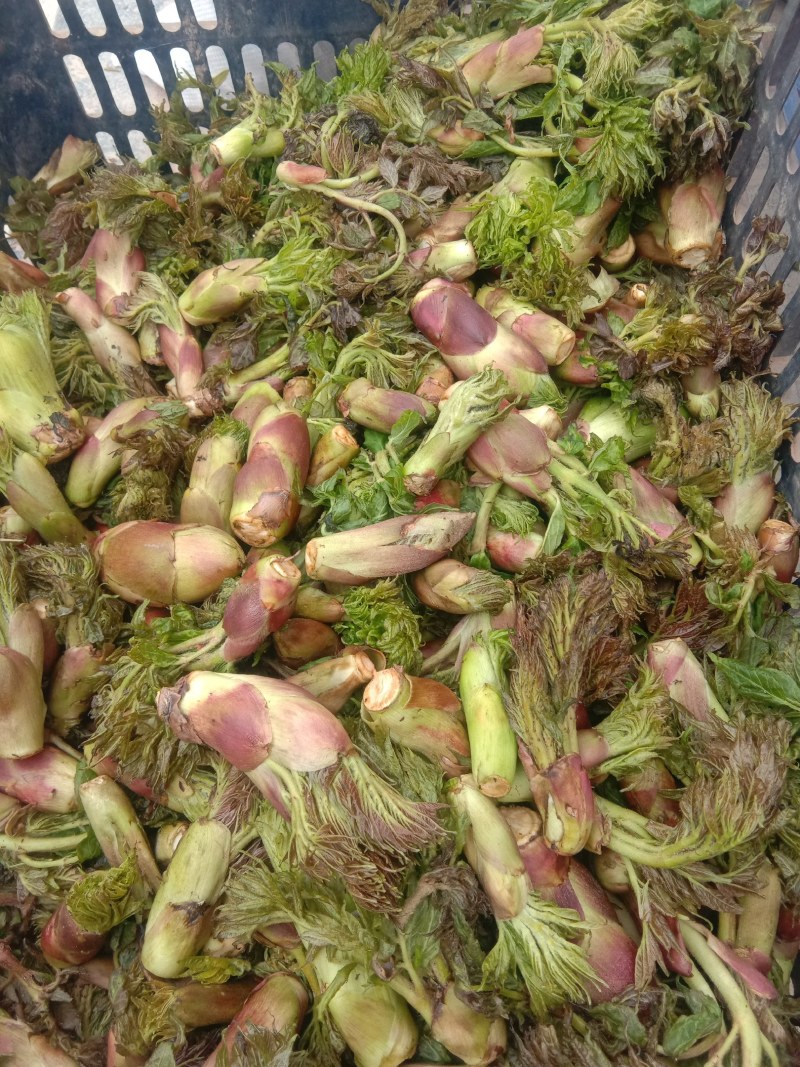 山野生菜