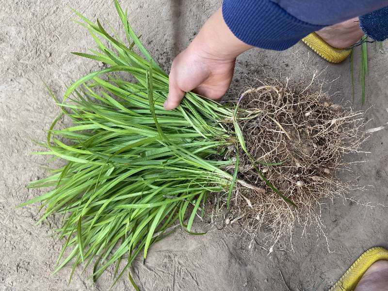 麦冬草细叶麦冬中叶麦冬，玉龙草，金边麦冬草