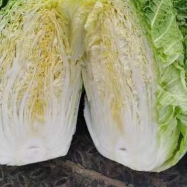 大白菜，货源充足，常年供货