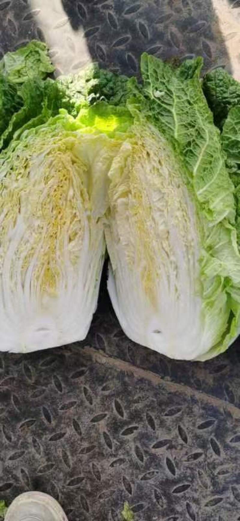 大白菜，货源充足，常年供货