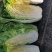 大白菜，货源充足，常年供货