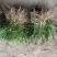 麦冬草细叶麦冬中叶麦冬，玉龙草，金边麦冬草