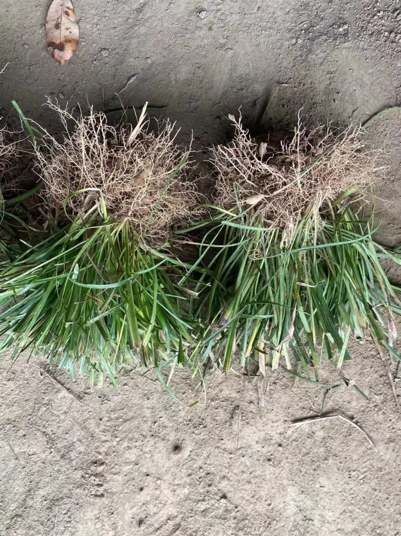 麦冬草细叶麦冬中叶麦冬，玉龙草，金边麦冬草