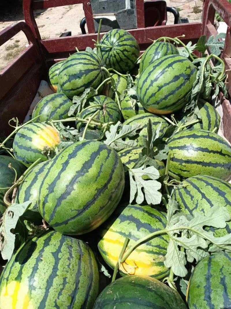 陕西锦王西瓜产地直发量大从优脆甜多汁品质保证