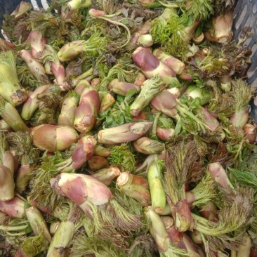 山野生菜