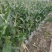 本地玉米大量上市