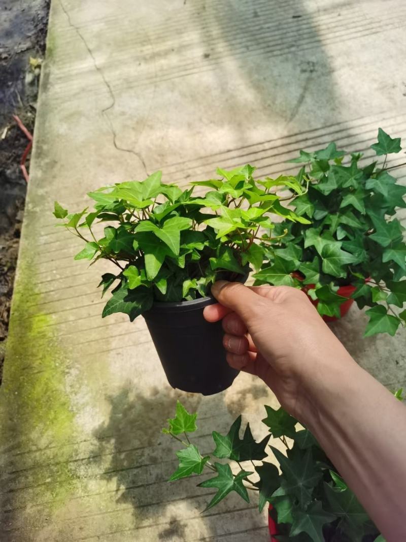 常春藤基地直销一手货源，支持看货品质保证