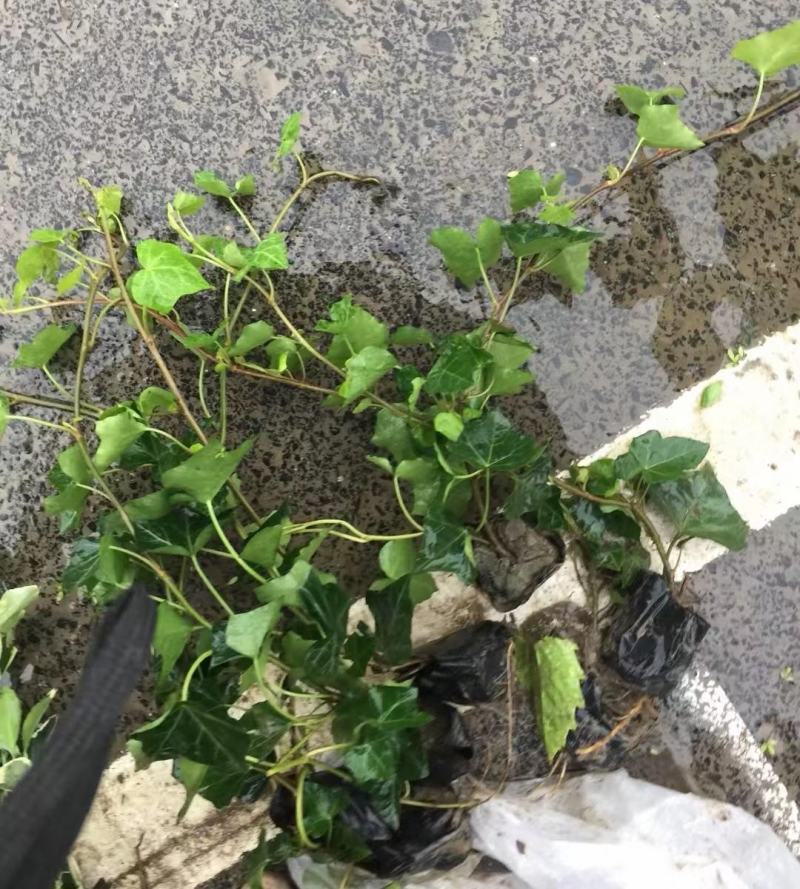 常春藤基地直销一手货源，支持看货品质保证