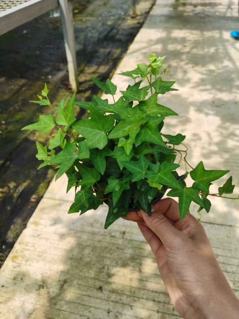 常春藤基地直销一手货源，支持看货品质保证