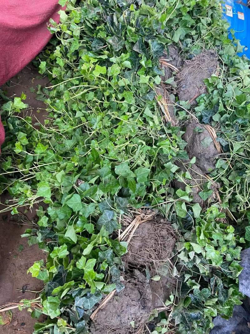 常春藤基地直销一手货源，支持看货品质保证