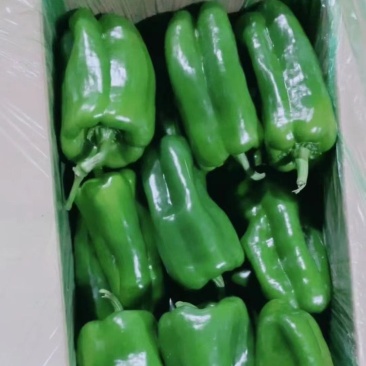精品太空椒，甜椒，青椒，产地辽宁鞍山精品太空椒