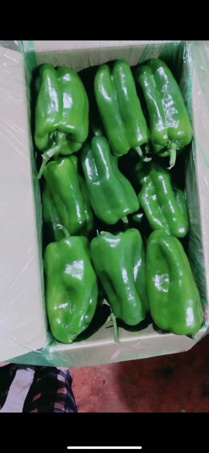 精品太空椒，甜椒，青椒，产地辽宁鞍山精品太空椒
