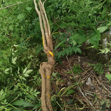 下山桩南天竹