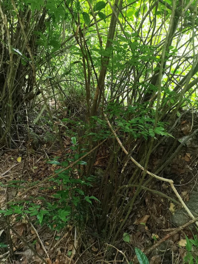 下山桩南天竹