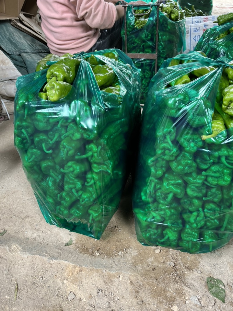 【精选】鲜辣椒基地直销货源充足精品大量供应