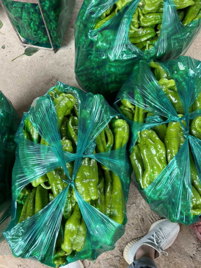 【精选】鲜辣椒基地直销货源充足精品大量供应