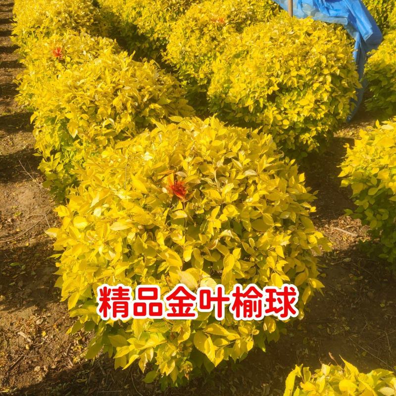 精品落地冠金叶榆球，80/1.5米金叶榆球，金叶榆地球