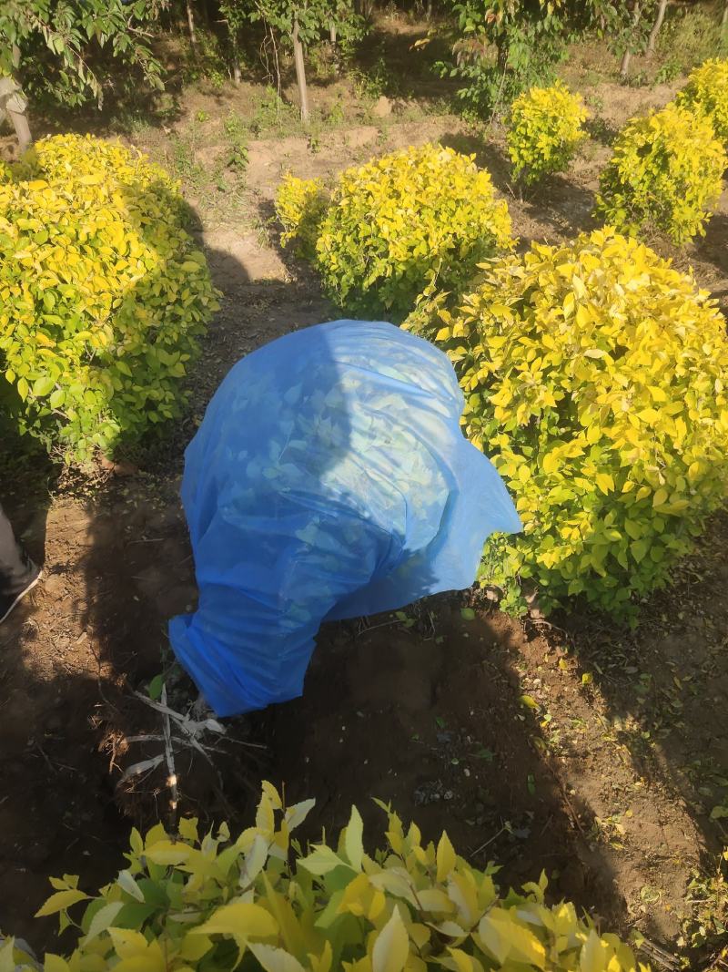 精品落地冠金叶榆球，80/1.5米金叶榆球，金叶榆地球