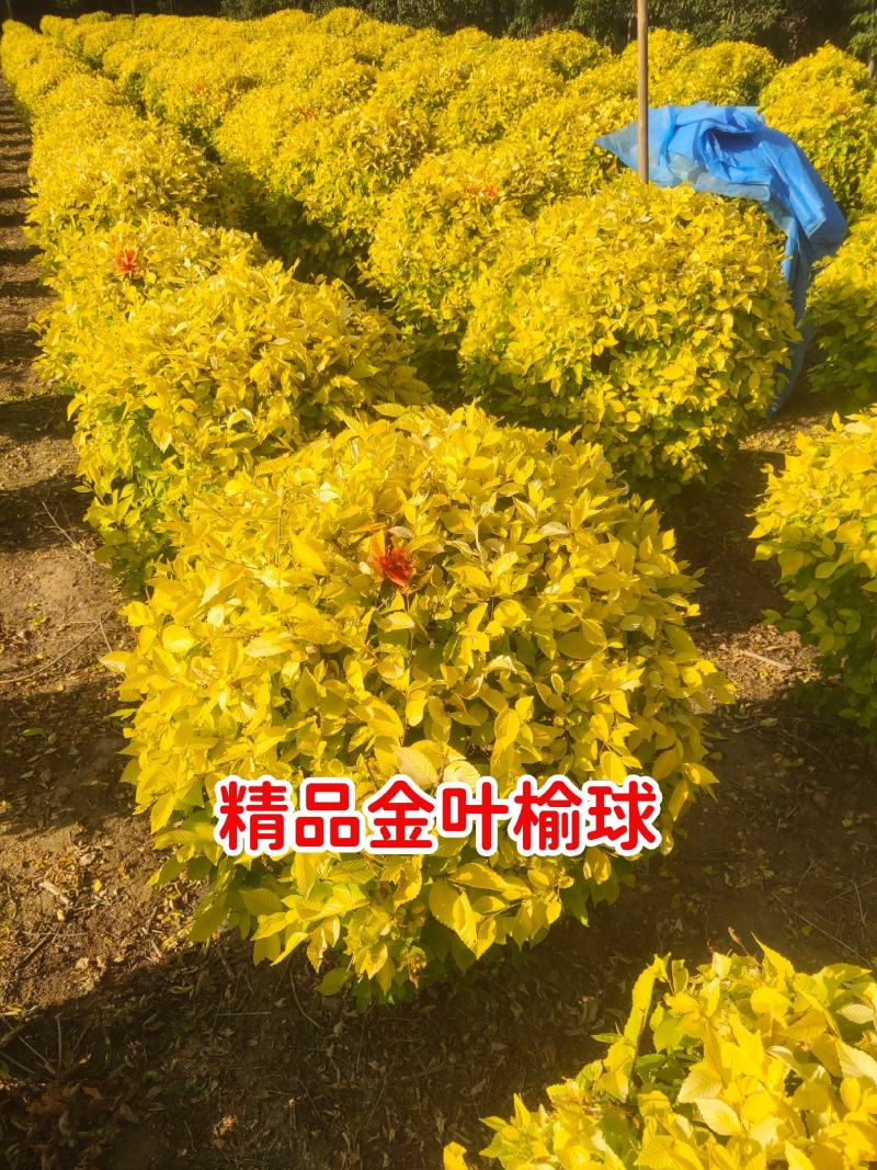 精品落地冠金叶榆球，80/1.5米金叶榆球，金叶榆地球