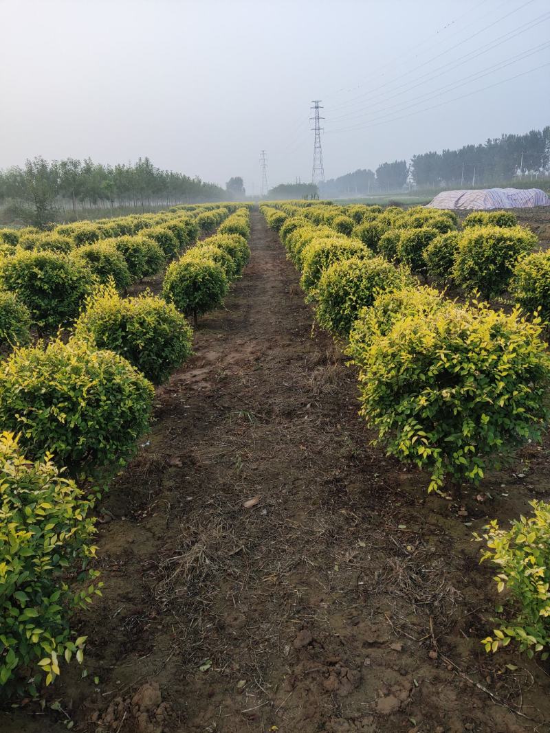 精品落地冠金叶榆球，80/1.5米金叶榆球，金叶榆地球