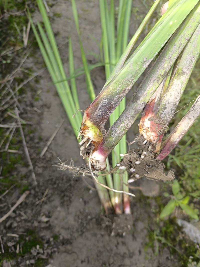 (水菖蒲)现货大量供应