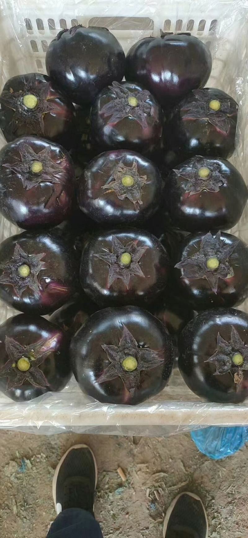 热销！精品圆茄，现摘现发，货量充足，欢迎选购！