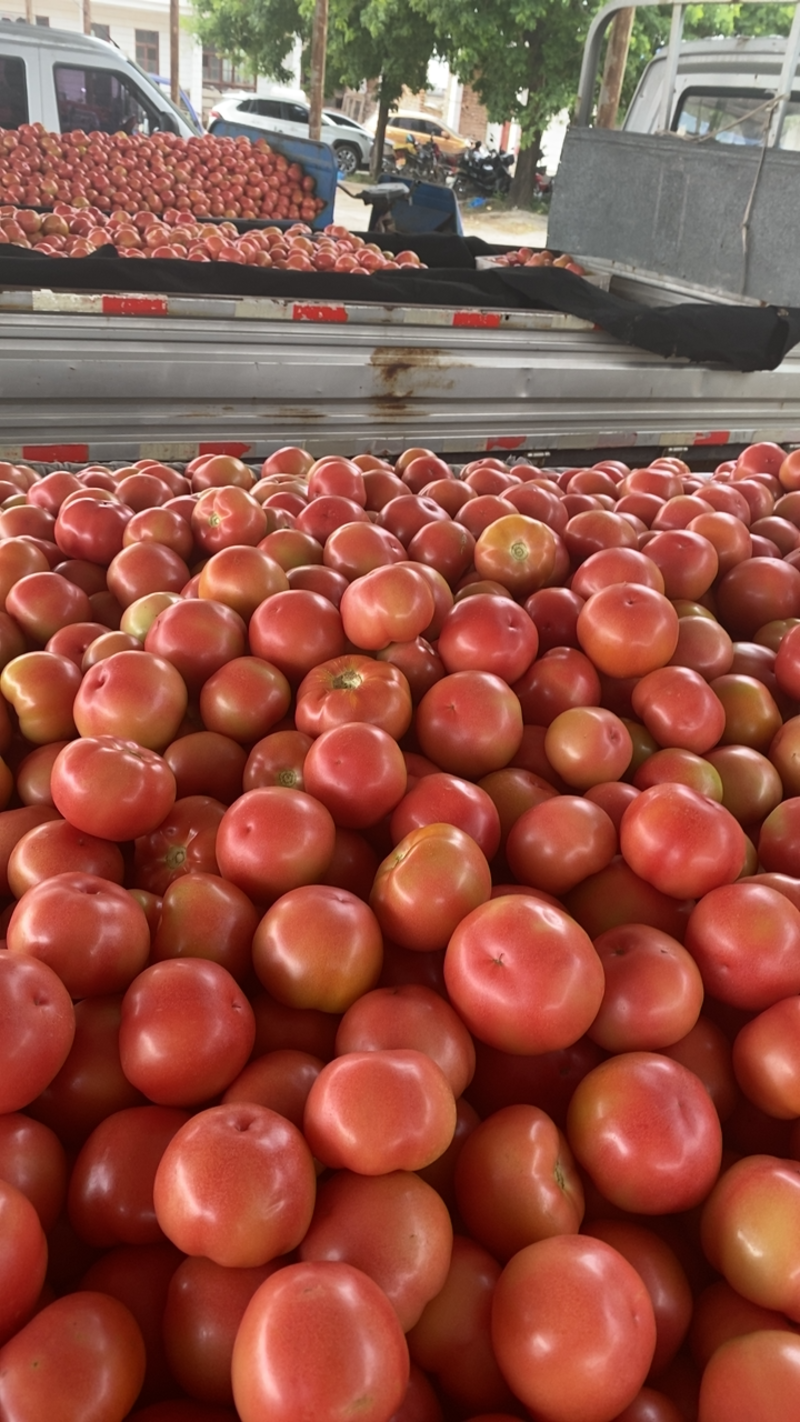 山西运城夏县西红柿，大量上市，产地直供，实力代收