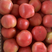 山西运城夏县西红柿，大量上市，产地直供，实力代收