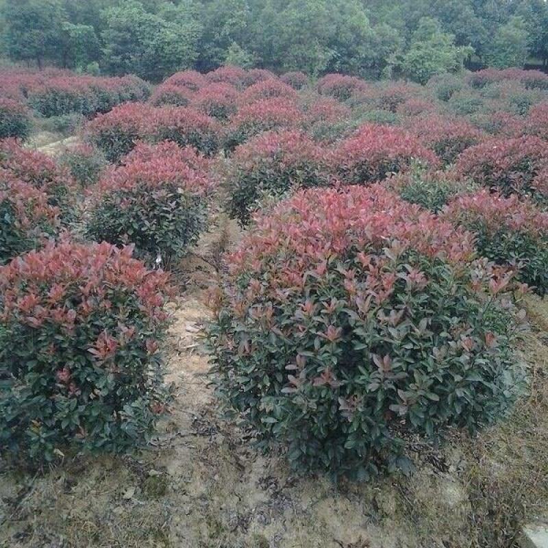 红叶石楠球