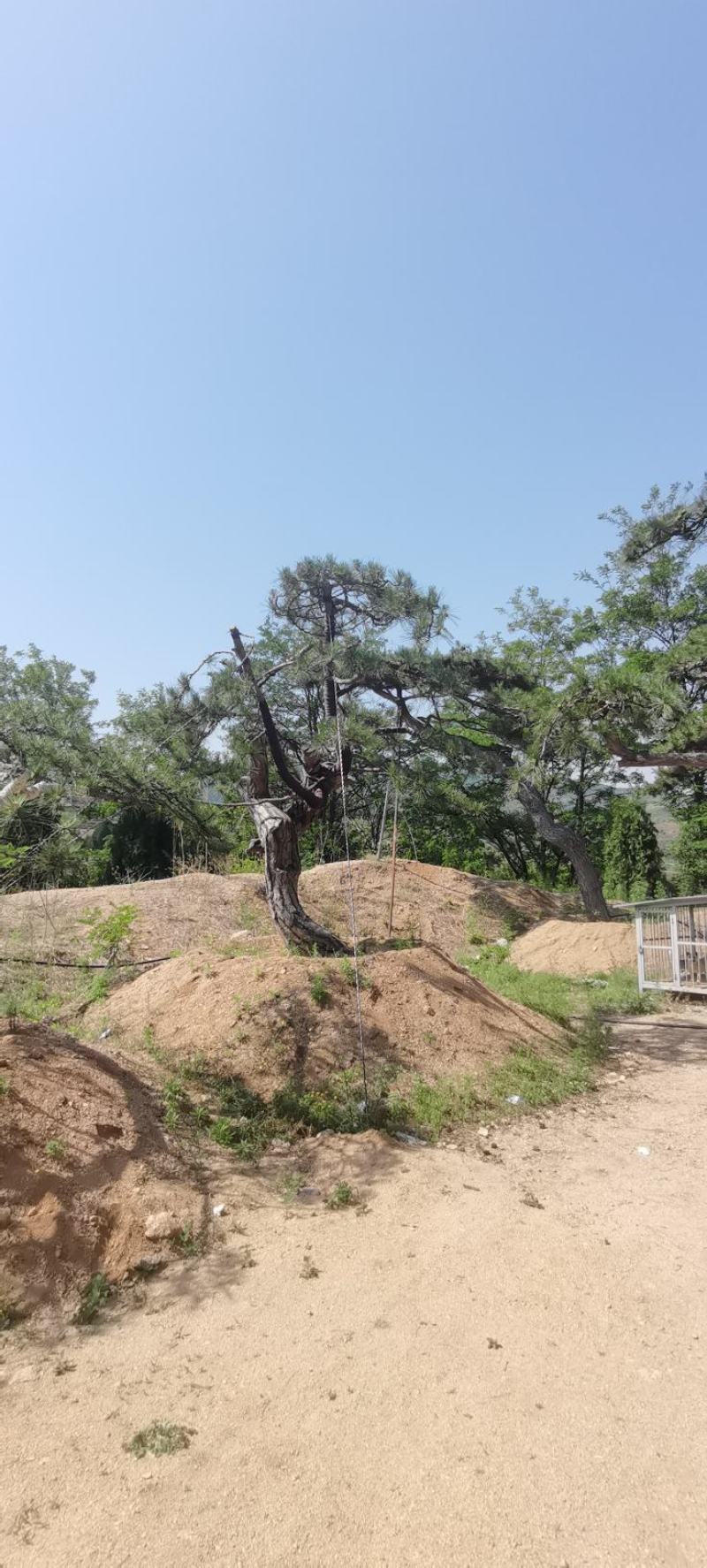 莱芜精品造型油松
