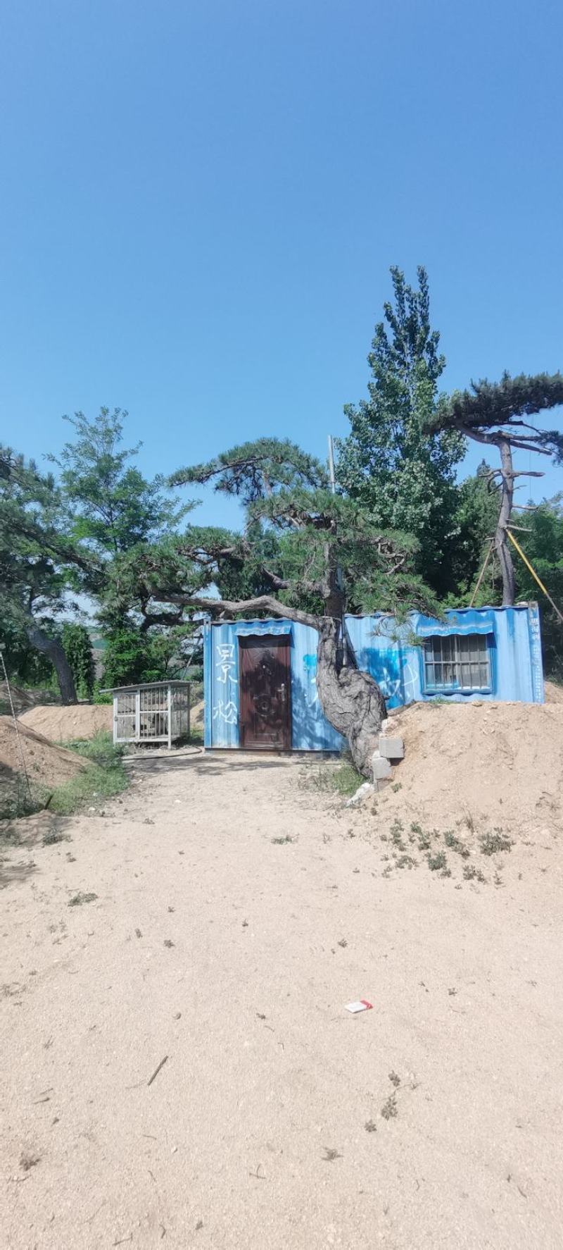 莱芜精品造型油松