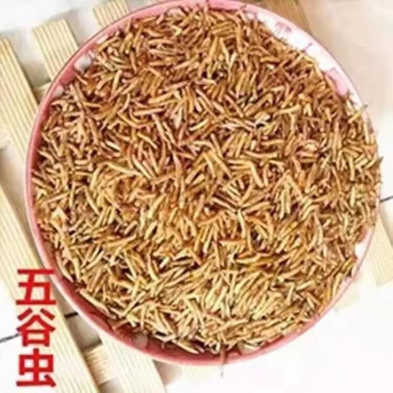 五谷虫中药材食用干净五谷虫干黄金无谷虫蛆蝇蛆干水