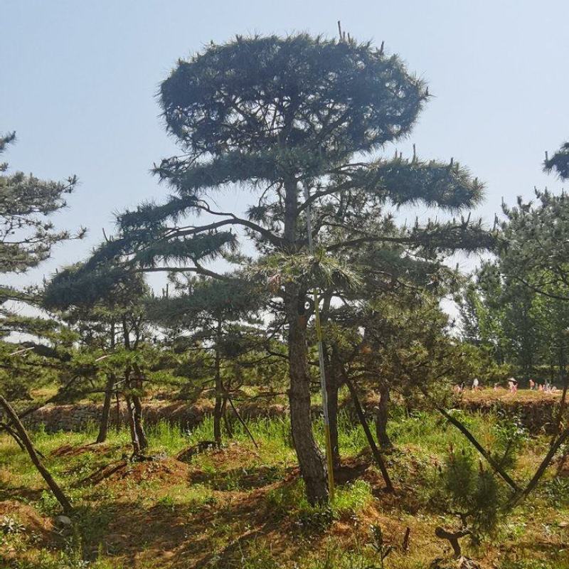 莱芜造型油松本公司主营：造型油松，造型黑松，精品赤松，各