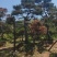 莱芜造型油松本公司主营：造型油松，造型黑松，精品赤松，各