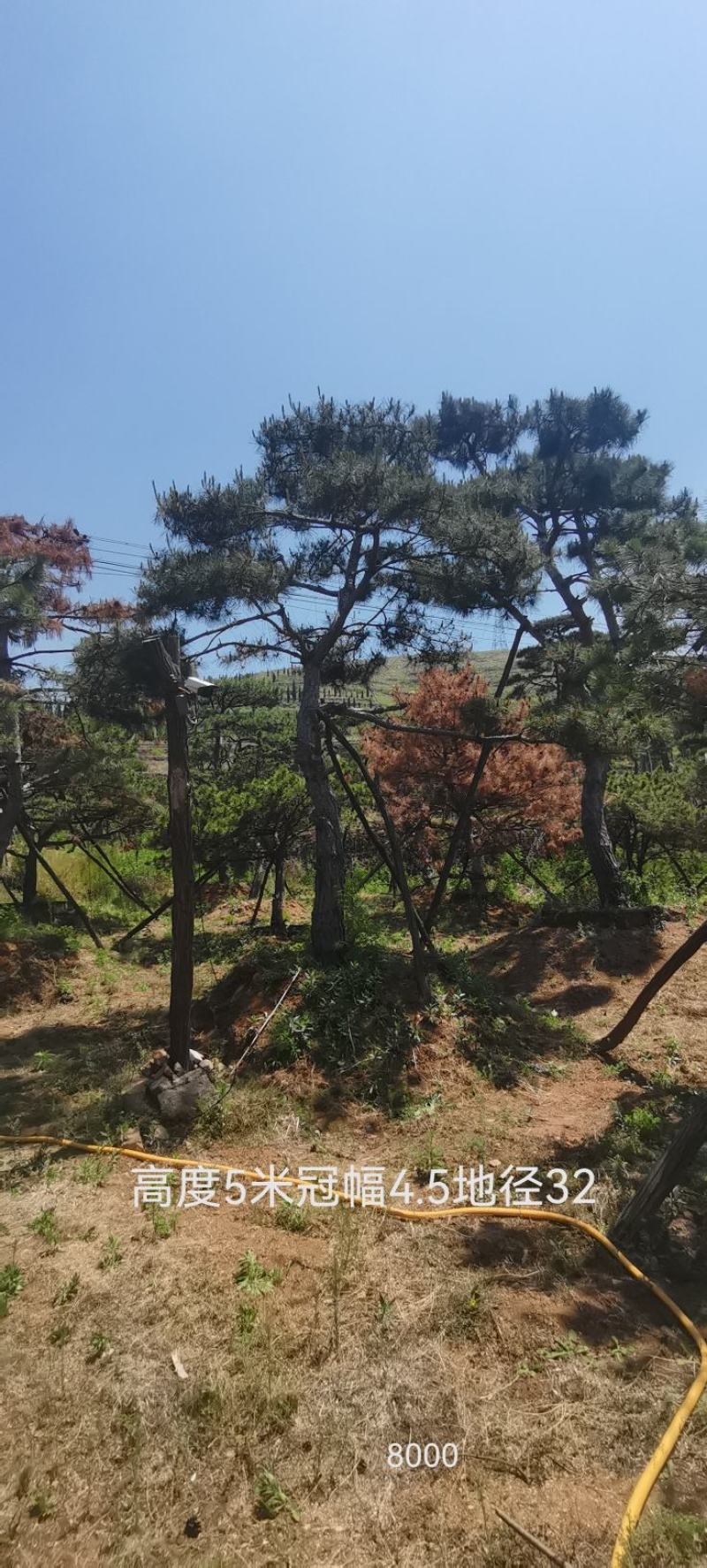 莱芜造型油松本公司主营：造型油松，造型黑松，精品赤松，各