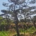 莱芜造型油松本公司主营：造型油松，造型黑松，精品赤松，各