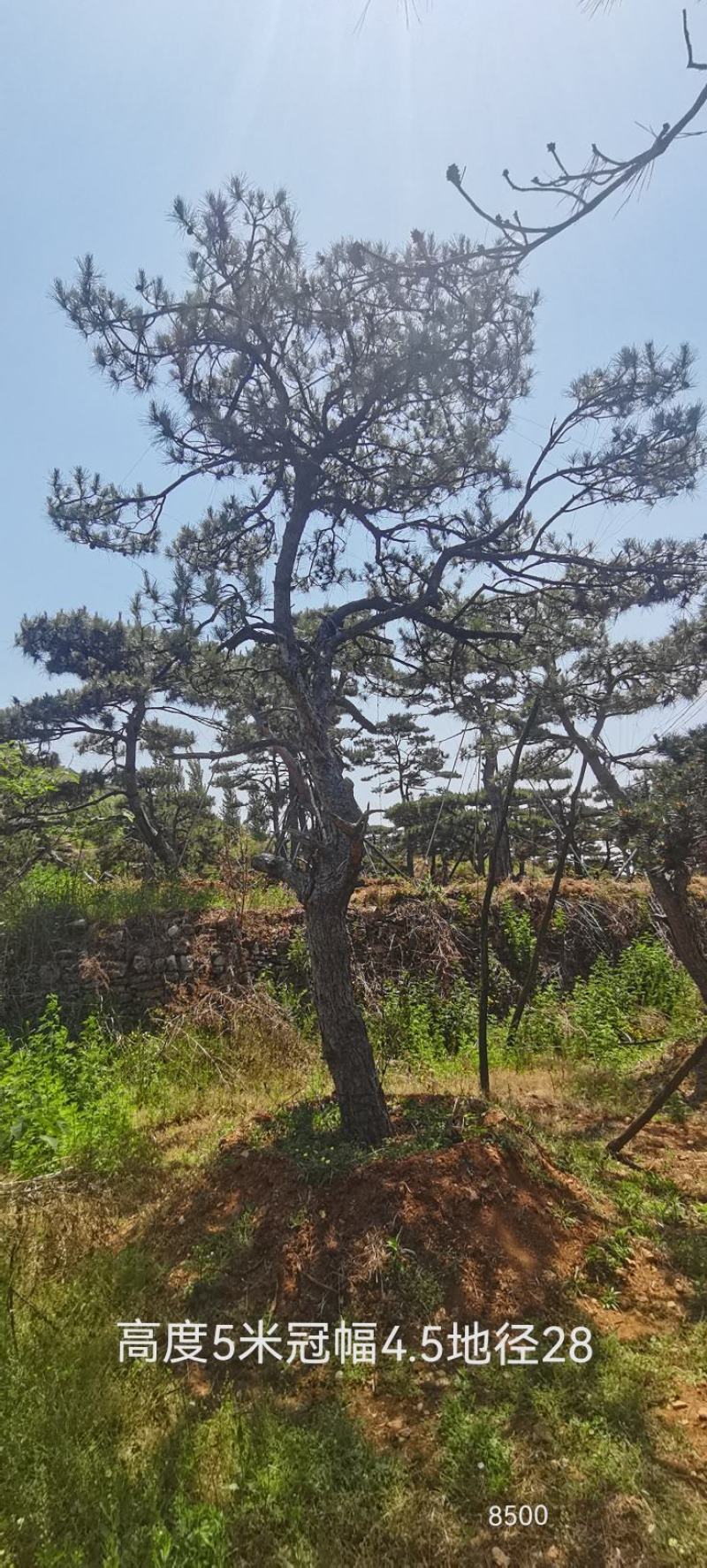 莱芜造型油松本公司主营：造型油松，造型黑松，精品赤松，各