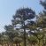 莱芜造型油松本公司主营：造型油松，造型黑松，精品赤松，各