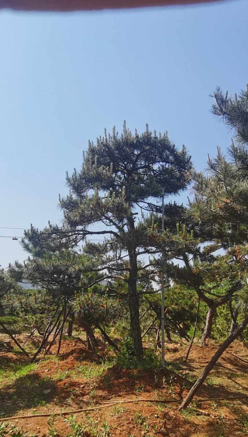 莱芜造型油松本公司主营：造型油松，造型黑松，精品赤松，各